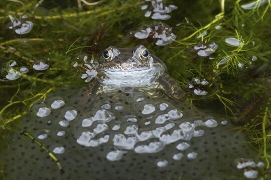 Common frog (Rana temporaria) adult amphibian amongst spawn eggs on the water surface of a garden pond in spring, England, United Kingdom