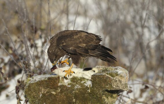 Common steppe buzzard (Buteo buteo) feeding on White stoat (Mustela erminea) Allg&auml;u, Bavaria, Germany