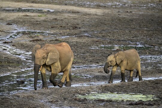 African forest elephants (Loxodonta cyclotis) in the Dzanga Bai forest clearing, Dzanga-Ndoki National Park, Unesco World Heritage Site, Dzanga-Sangha Complex of Protected Areas (DSPAC), Sangha-Mba&eacute;r&eacute; Prefecture, Central African Republic