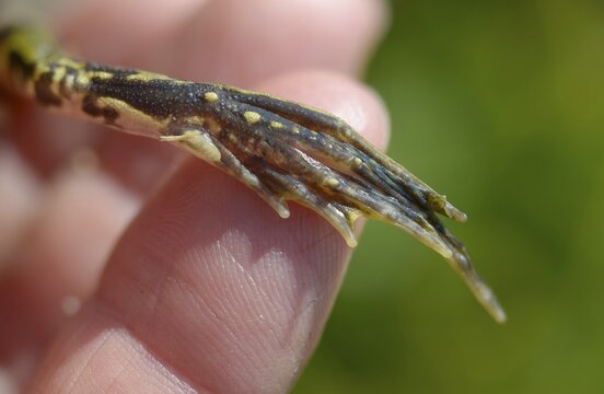 Callus internus, common water frog, edible frog, metatarsal tubercle, pelophylax esculentus, pelophylax kl. esculentus, prehallux, rana kl. esculenta, pond frog, amphibians, heel hump, frog, frog, amphibians, frogs, amphibians, metatarsal tubercle