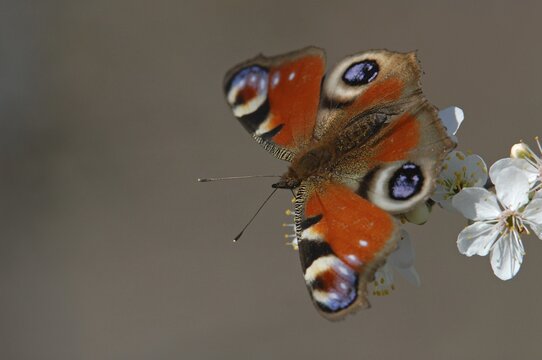 Peacock butterfly (Inachis io, Nymphalis io) on the flowers of blackthorn (Prunus spinosa), Thuringia, Germany