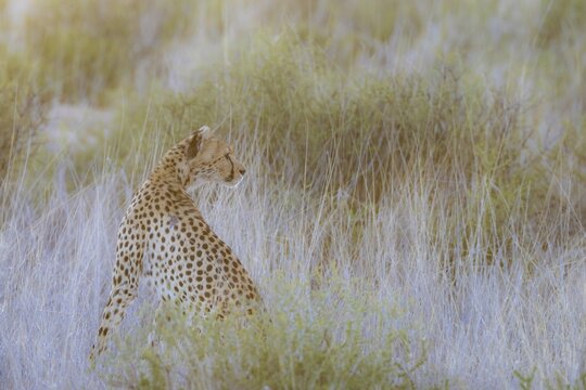 Cheetah (Acinonyx jubatus). Female at dawn. This photograph has been digitally modified. Kalahari Desert, Kgalagadi Transfrontier Park, South Africa