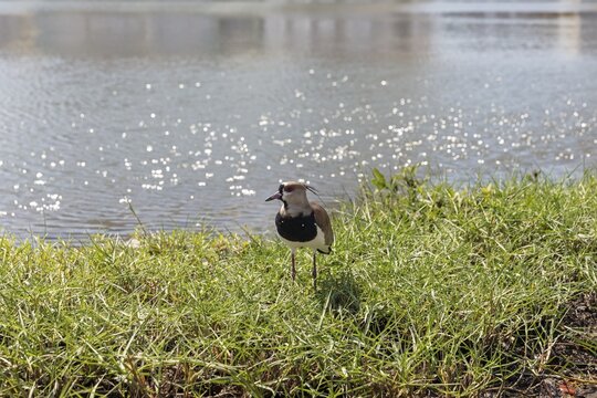 Bronze lapwing (Vanellus chilensis), Cartagena, Colombia