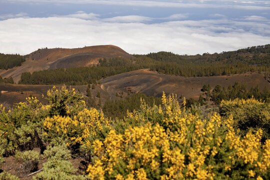 Gorse in full bloom, yellow flowers, black countryside near the Pico Birigiyo volcano, La Palma, Canary Islands, Spain