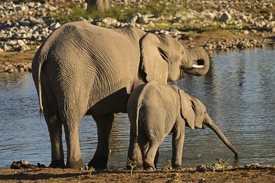 Elephant cow and calf (Loxodonta africana) drinking at a waterhole, Etosha National Park, Namibia