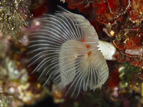 Delicate marine animal with fan-shaped structures, Protula tubularia (Protula tubularia), in front of a red background, dive site Giens Peninsula, Mediterranean Sea, Porquerolles, Provence, C&ocirc;te d'Azur, France