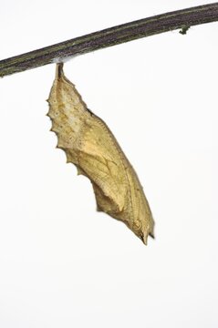 Small tortoiseshell (Nymphalis urticae, Aglais urticae), pupa against a white background, North Rhine-Westphalia, Germany