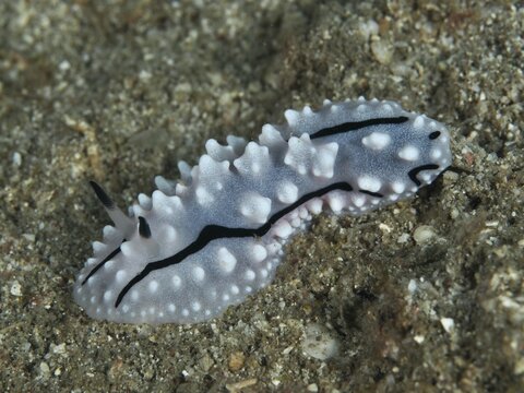 A white, warty nudibranch, Rudman's Phylidiella (Phyllidiella rudmani), on a sandy bottom, typical of the sea. Dive site Prapat, Penyapangan, Bali, Indonesia
