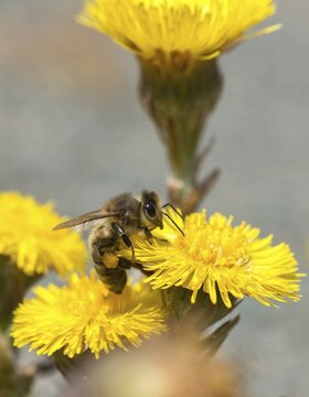 Apidae, apis mellifera, asteraceae, bees, European honey bee, European honey bee, hymenoptera, daisy, tussilago farfara, western honey bee, coltsfoot, flora, high size, portrait format, honey bee, honey bee, insects, plants, plants, wild bees