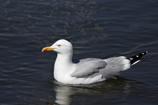 European herring gull (Larus argentatus) swimming in the water, North Sea coast, Schleswig-Holstein, Germany