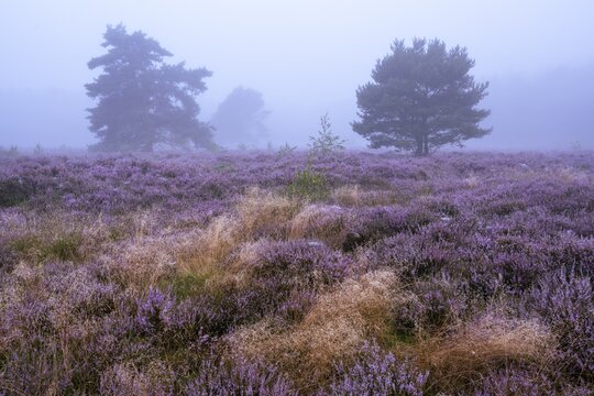 Flowering heather (Calluna vulgaris) with pine trees on a foggy morning in the Ahlhorner Heide, Ahlhorn, Lower Saxony, Germany