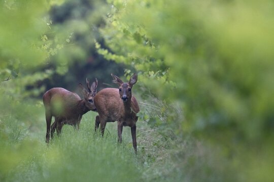 Roebuck (Capreolus capreolus) in a vineyard, Germany