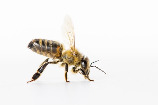Honeybee (Apis mellifera), Vechta, Lower Saxony, Germany