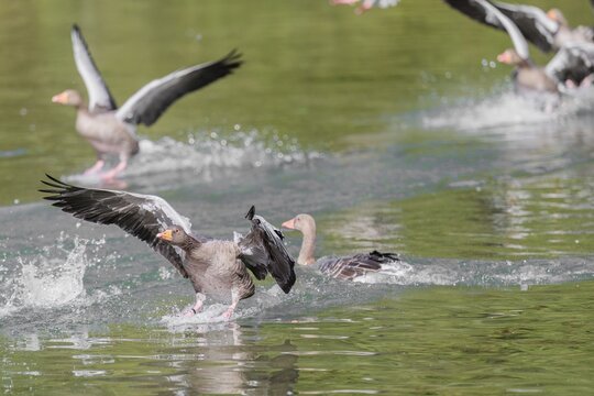 A flock of greylag geese (Anser anser) lands on a lake crowded with geese on a sunny day. Bavaria, Germany