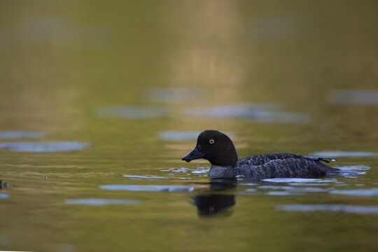 Common Goldeneye (Bucephala clangula), V&auml;stra G&ouml;taland County, Sweden