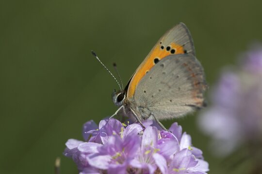 Moth, small moth, Lycaena phlaeas, small copper, butterfly, insects, butterfly, butterflies