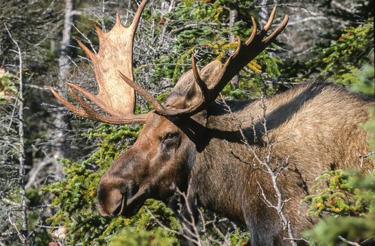 Moose. Alces alces. Bull moose standing and watching. Close up. Gros Morne national park. Province of Newfoundland. Canada