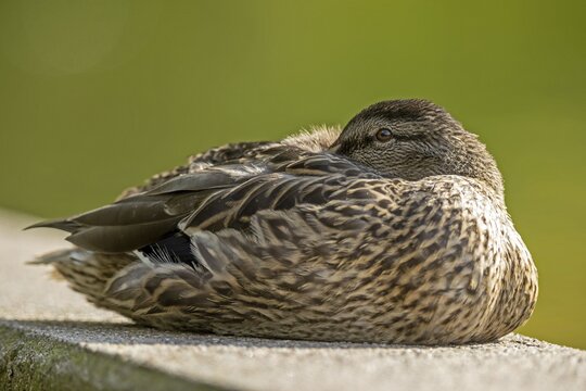 Mallard (Anas platyrhynchos), animal portrait, Germany