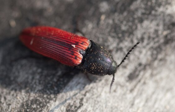 Ampedus sanguineus, bloodred click beetle, blood-red speed beetle, beetle, coleoptera, insects, beetles, speed beetles