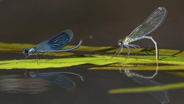 Banded demoiselle (Calopteryx splendens), Hunte, river, Oldenburg M&uuml;nsterland, Goldenstedt, Lower Saxony, Deutschland