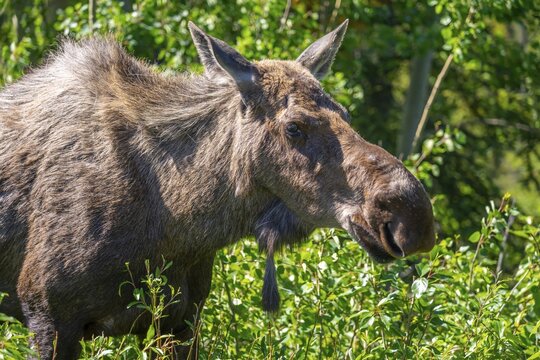 Moose (Alces alces) standing in the forest, Alaska, USA
