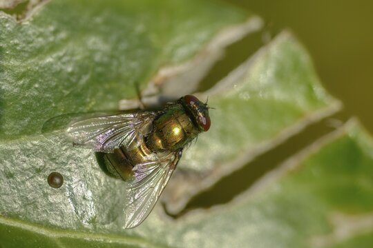Calliphoridae, Calliphoridae spec., blowfly spec., blowflies, blow-flies, bluebottles, carrion flies, cluster flies, diptera, greenbottles, insects, two-winged birds