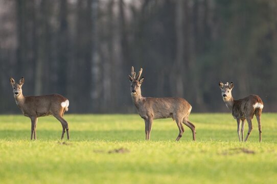 A jump (Capreolus capreolus) in the spring sun, buck im Bast, hunting, Goldenstedt, Lower Saxony, Germany