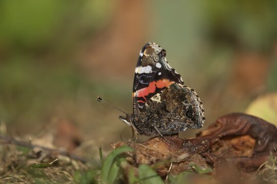 Red admiral butterfly (Vanessa atalanta) adult insect feeding on fallen rotten fruit in a garden in summer, England, United Kingdom