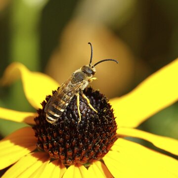 Yellow-banded furrow bee (Halictus scabiosae), on yellow coneflower (Echinacea paradoxa), Wilnsdorf, North Rhine-Westphalia, Germany