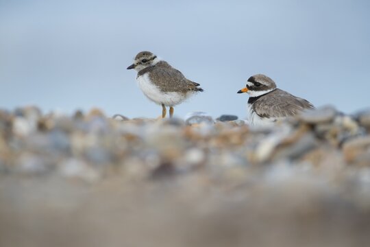 Ringed plover (Charadrius hiaticula) adult parent bird and juvenile baby chick wading bird on a shingle beach in summer, Suffolk, England, United Kingdom