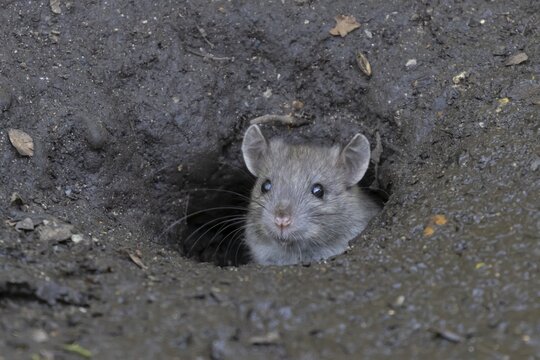 European brown rat (Rattus norvegicus) adult rodent mammal emerging from its burrow hole, England, United Kingdom