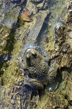 Yellow-Bellied Toad (Bombina variegata), BEG-Biotop near Rotholz, Tirol, Austria