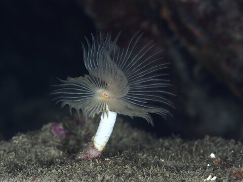 Feather duster marine life in dark brown tones, Protula tubularia (Protula tubularia), in an underwater environment, dive site Giens Peninsula, Mediterranean Sea, Porquerolles, Provence, C&ocirc;te d'Azur, France