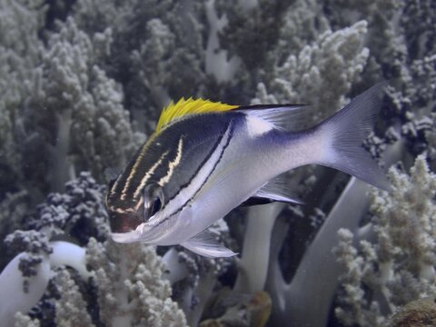 An elegantly speckled fish with a yellow dorsal crest, sash snapper (Scolopsis bilineata), swimming in front of soft corals, dive site Close Encounters, Permuteran, Bali, Indonesia