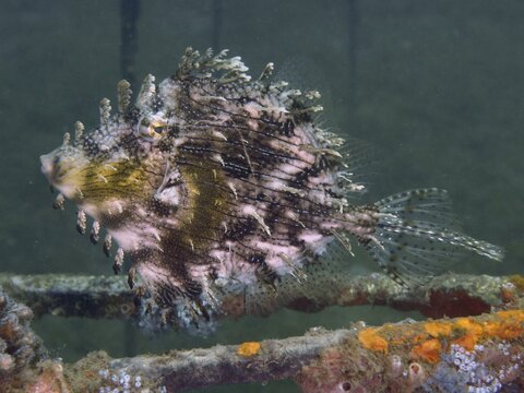 A bizarre jewellery filefish (Chaetodermis penicilligerus), filefish, swimming next to an algae-covered structure, dive site Secret Bay, Gilimanuk, Bali, Indonesia