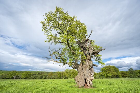 Meadow with old gnarled solitary English oak (Quercus robur) in spring, former hute tree, Reinhardswald, Hesse, Germany
