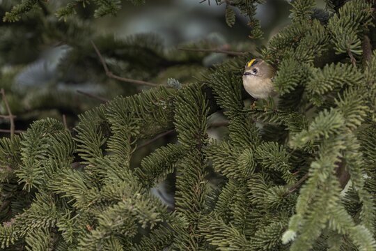 Typical for goldcrests (Regulus regulus) are the light yellow, or light orange feet, thoughtful, Denmark