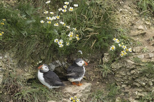 Atlantic puffin (Fratercula arctica) two adult auk seabird birds on a cliff ledge in summer, RSPB Bempton cliffs nature reserve, Yorkshire, England, United Kingdom