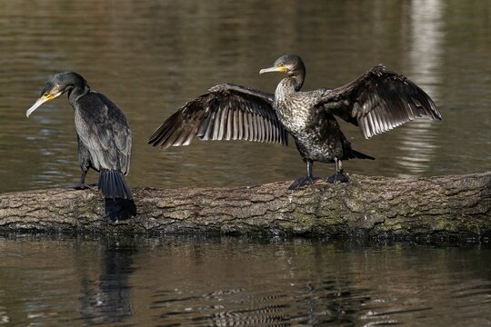 Great cormorants (Phalacrocorax carbo) standing on tree trunk in water, Schleswig-Holstein, Germany