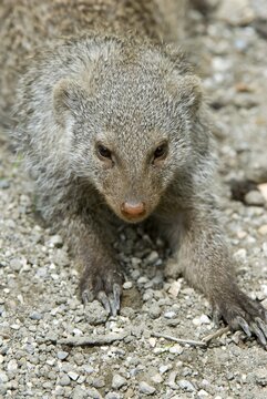 Banded Mongoose (Mungos mungo), Salzburg Zoo, Salzburg, Austria, Europe