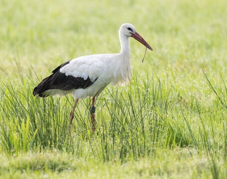 White stork (Ciconia ciconia) foraging in a meadow in the early morning, earthworm in its beak, dew beads on the grass, Lower Saxony, Germany