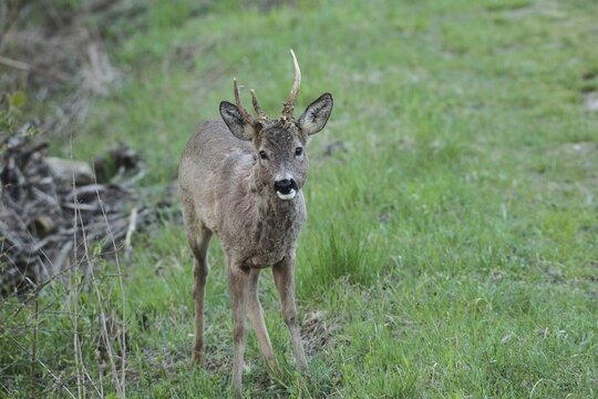 European roe deer (Capreolus capreolus) buck in winter coat with abnormal antlers, Lower Austria, Austria
