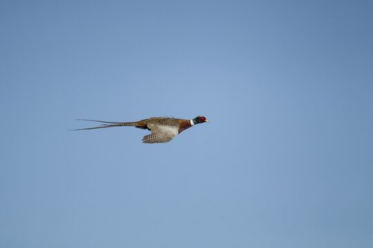 Common pheasant (Phasianus colchicus) adult male game bird flying, Suffolk, England, United Kingdom