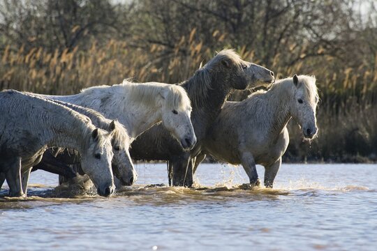 Camargue horses in water, Camargue, Southern France, Europe