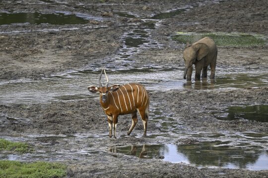 Young forest elephant (Loxodonta cyclotis) and bongo antelope (Tragelaphus eurycerus) in the Dzanga Bai forest clearing, Dzanga-Ndoki National Park, Unesco World Heritage Site, Dzanga-Sangha Complex of Protected Areas (DSPAC), Sangha-Mba&eacute;r&eacute; Prefecture, Central African Republic