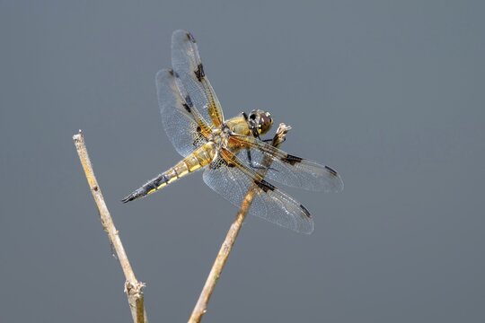 A four-spotted dragonfly (Libellula quadrimaculata) perched on a blade of grass, Littlewood Ranch, Limbach, Burgenland, Austria