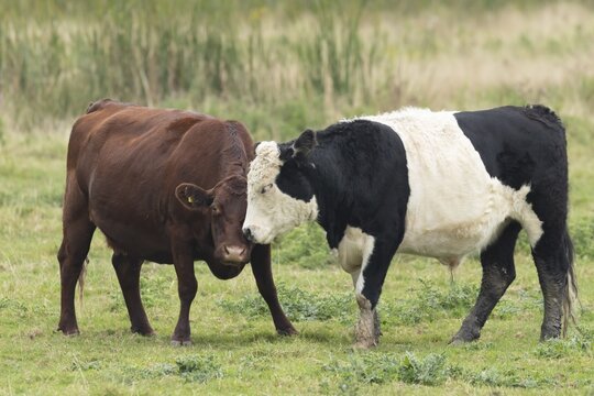Domesticated cow or cattle (Bos taurus) two adult farm animals greeting each other in a grass field, Suffolk, England, United Kingdom