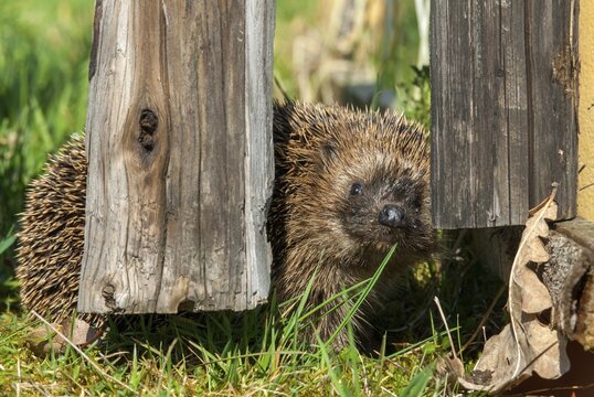 Erinaceus europaeus, hedgehog, insectivora, insectivora, insectivora, mammals, prickly, mammals