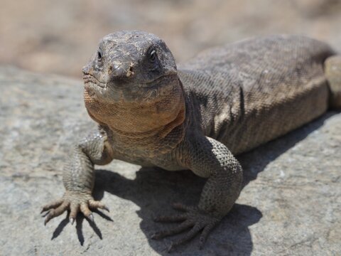 A Gran Canaria giant lizard (Gallotia stehlini) is basking on a rock and looking at the camera, Gran Canaria, Spain