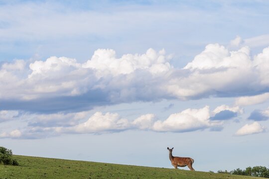 A female red deer (Cervus elaphus) stands in a green meadow in hilly terrain against a blue sky with nice clouds. Bavaria, Germany